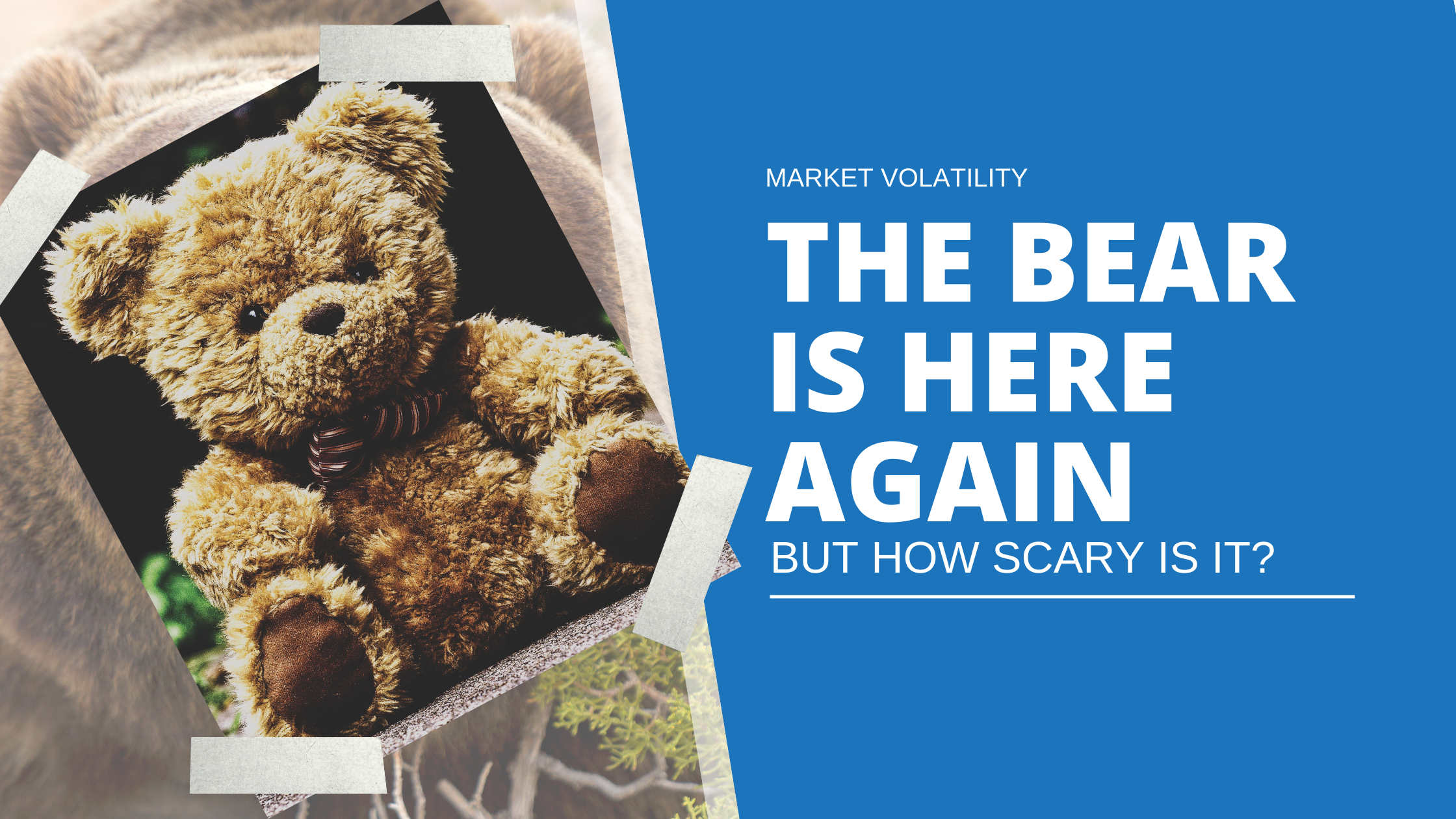 TEDDY BEAR MARKET